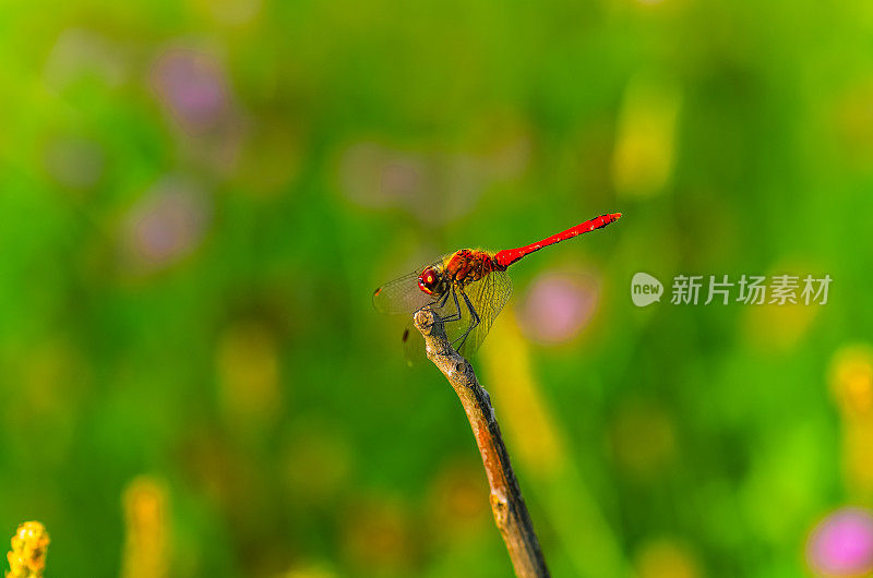 红蜻蜓图片美丽的蜻蜓图片