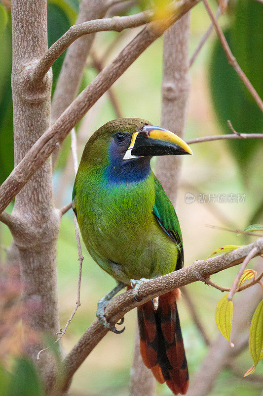 翡翠Toucanet在哥斯达黎加