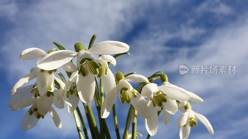 雪花莲