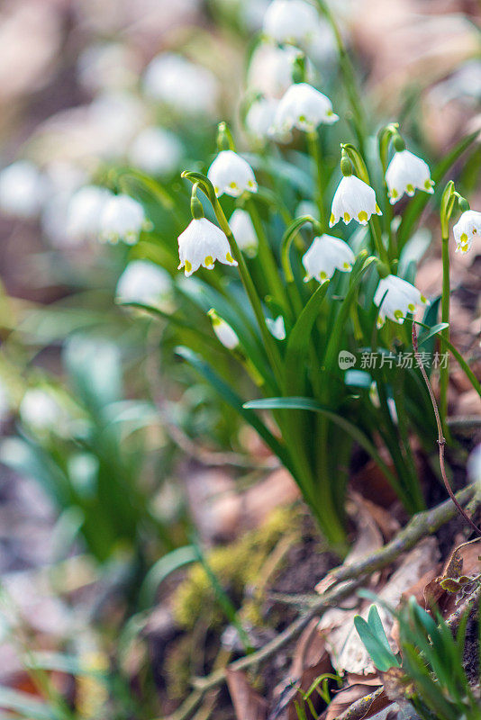 早春森林中白色的雪花花——白花