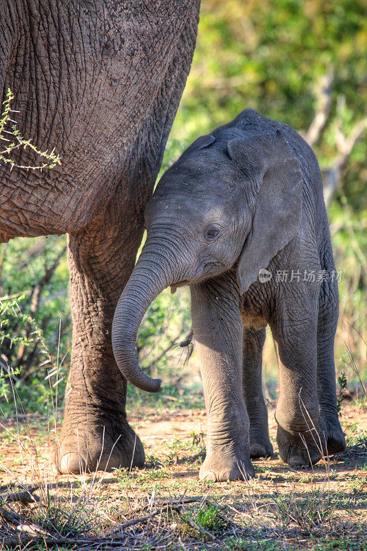 南非克鲁格国家公园的小象