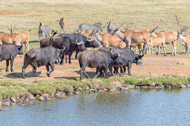 伯切尔斑马，南非水牛和大羚羊