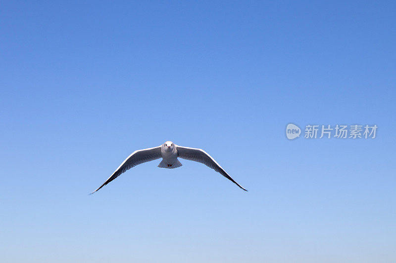 海鸥在湛蓝的天空中飞翔