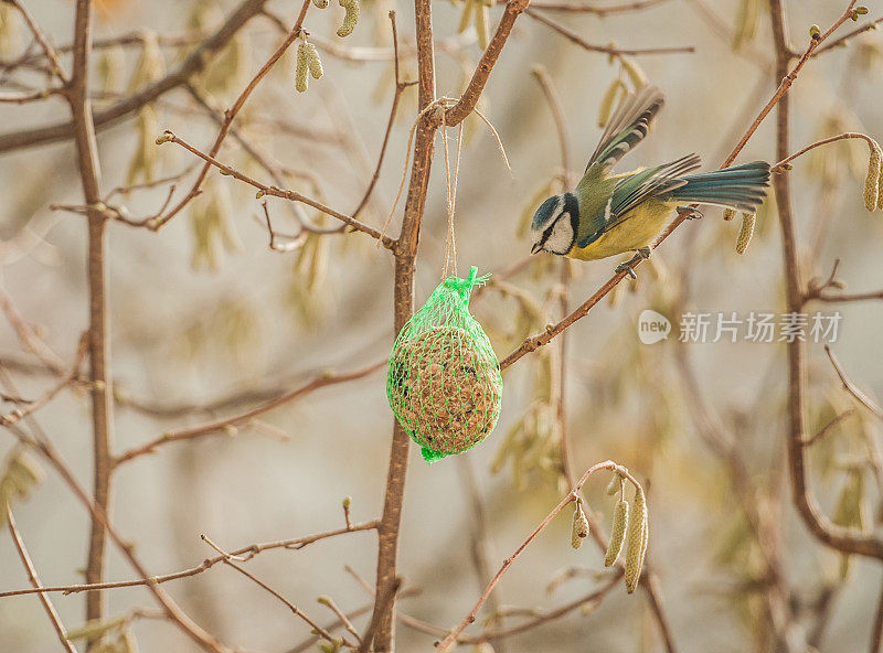 美丽的蓝色山雀在冬天的日落吃榛子树上的肥球