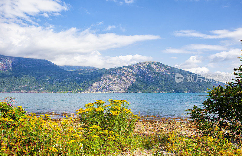 挪威的哈丹格峡湾，有云杉、黄花和山脉。