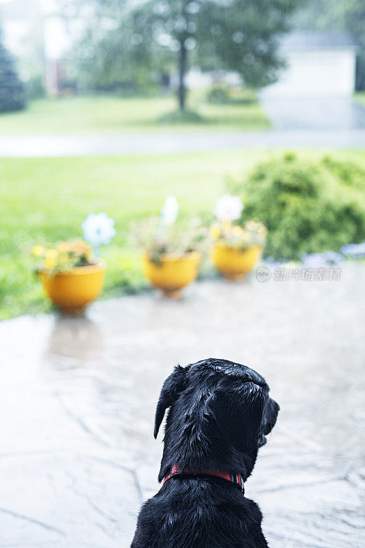 湿透的黑色拉布拉多等待雨停