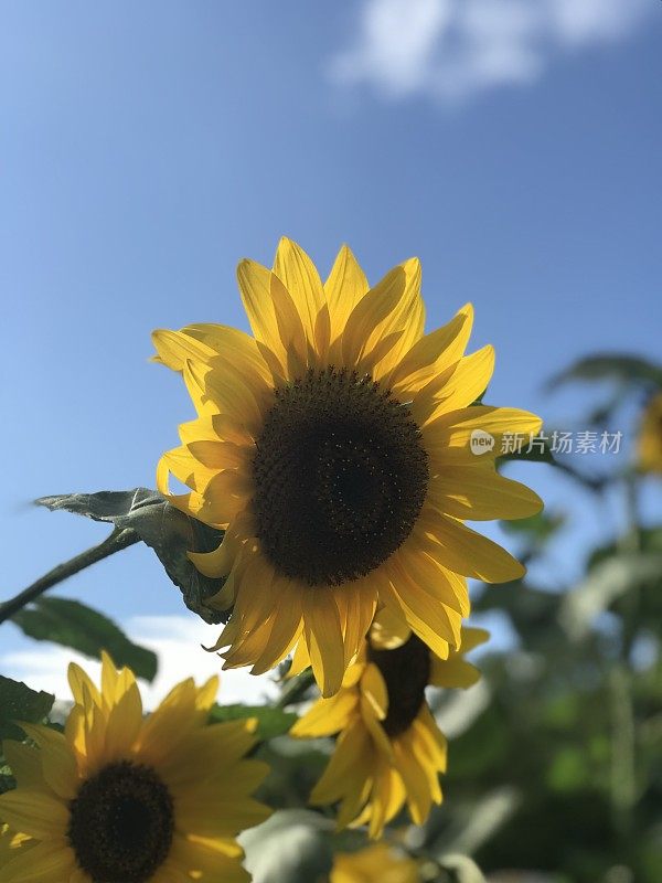 古老的围墙英国乡村别墅花园和分配与植物和鲜花