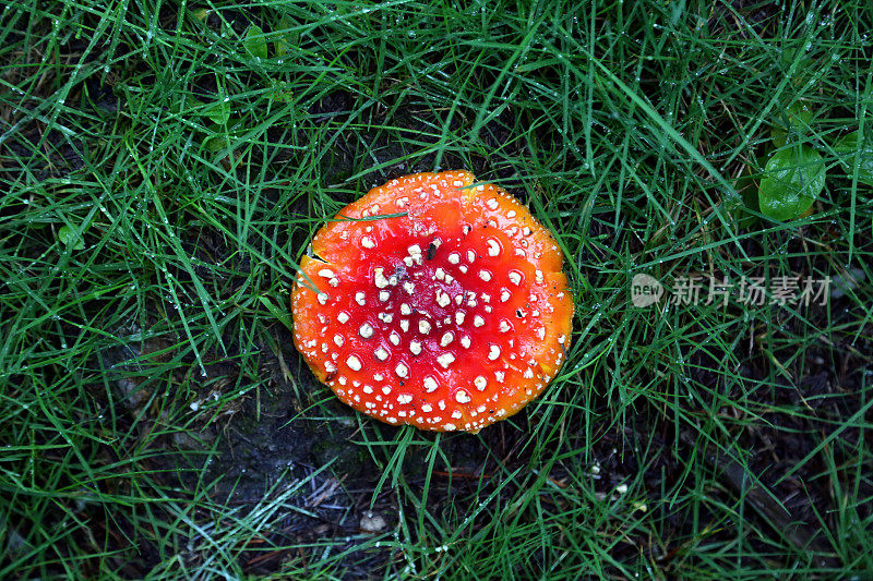草丛里有红色的蘑菇