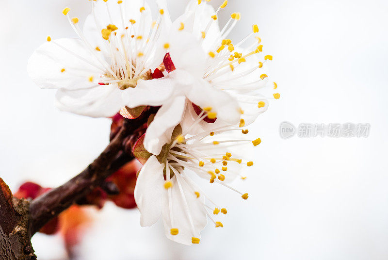 杏子上的白花