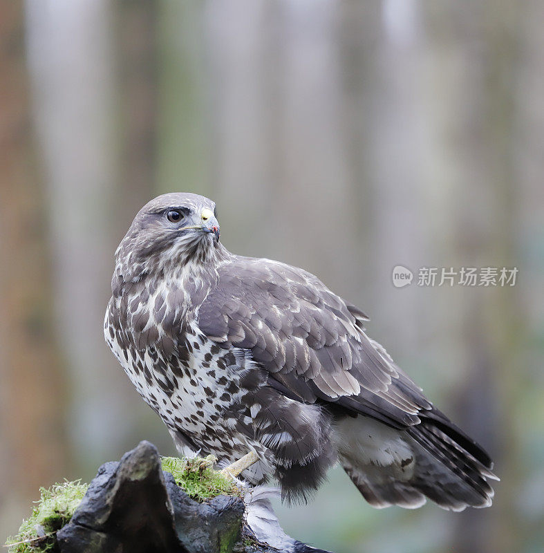 普通秃鹰(布特奥布特奥)和猎物