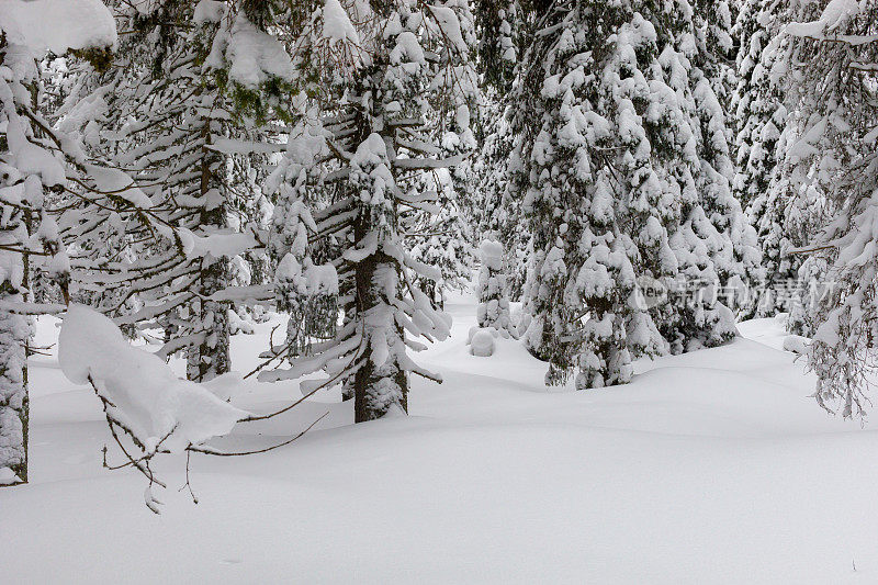 雪白的冷杉树画在雪山