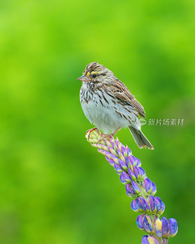 萨凡纳麻雀