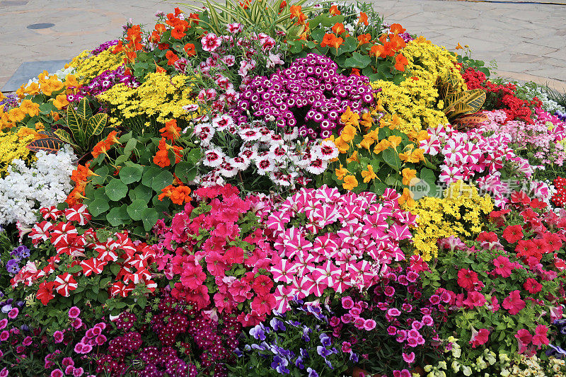 夏日花园庭院里的花坛上满是五颜六色的牵牛花、旱金莲和天竺葵