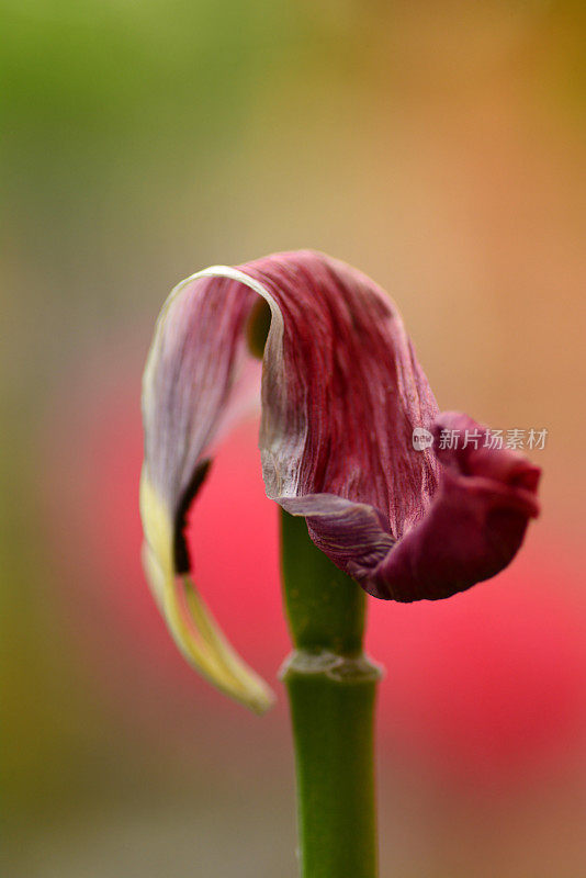 干涸的郁金香花头。