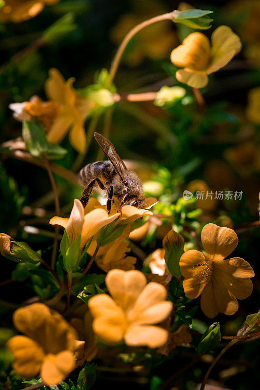 近距离观察蜜蜂在草地上给野花授粉