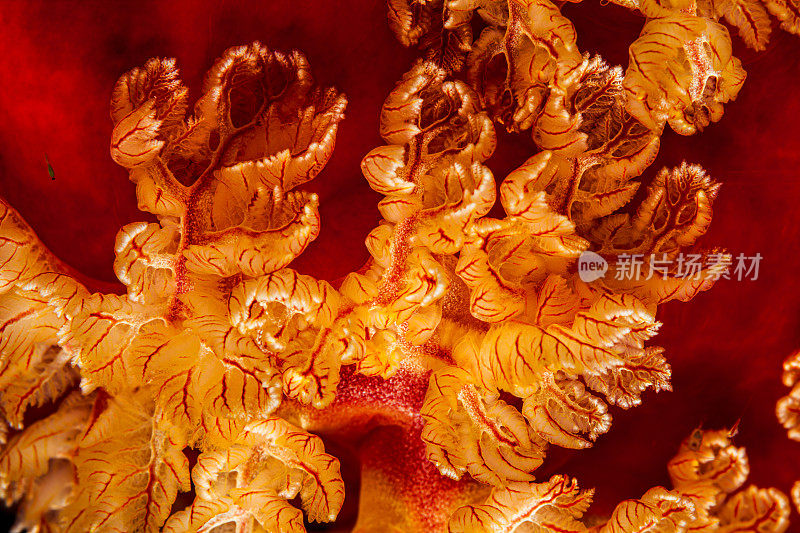 西班牙舞者六鳃海蛞蝓，科莫多国家公园，印度尼西亚