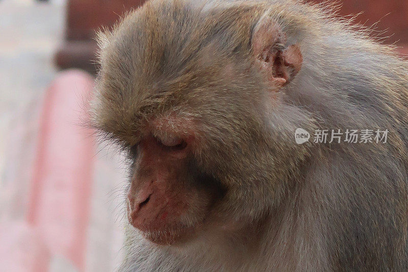 在印度，一只雄性猕猴坐在墙上向下看，正在吃水果