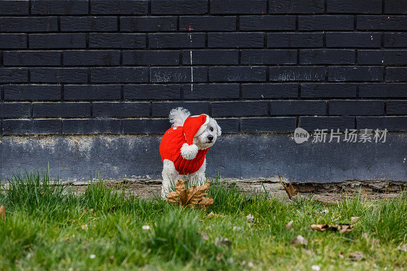 穿着红色衣服的时髦狗，映衬着黑色的砖墙