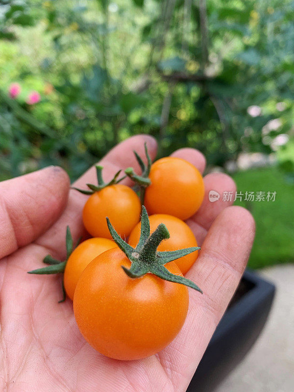 园丁在有机花园的藤蔓上种植五颜六色的橙色樱桃番茄