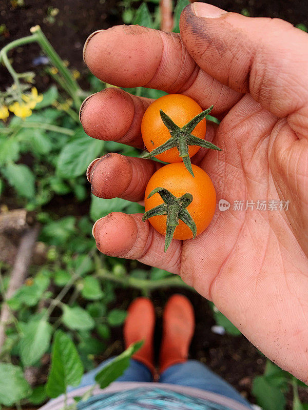 园丁在有机花园的藤蔓上种植五颜六色的橙色樱桃番茄