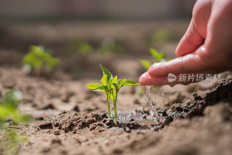 园丁的手在花园里肥沃的土壤上浇水