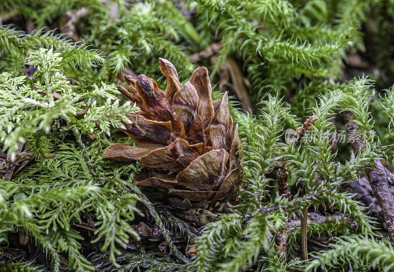 西部铁杉锥躺在苔藓床上，在Chugach国家森林在阿拉斯加。