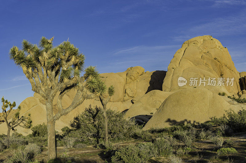 约书亚树，短叶丝兰，约书亚树国家公园，加利福尼亚州，莫哈韦沙漠。Asparagaceae。