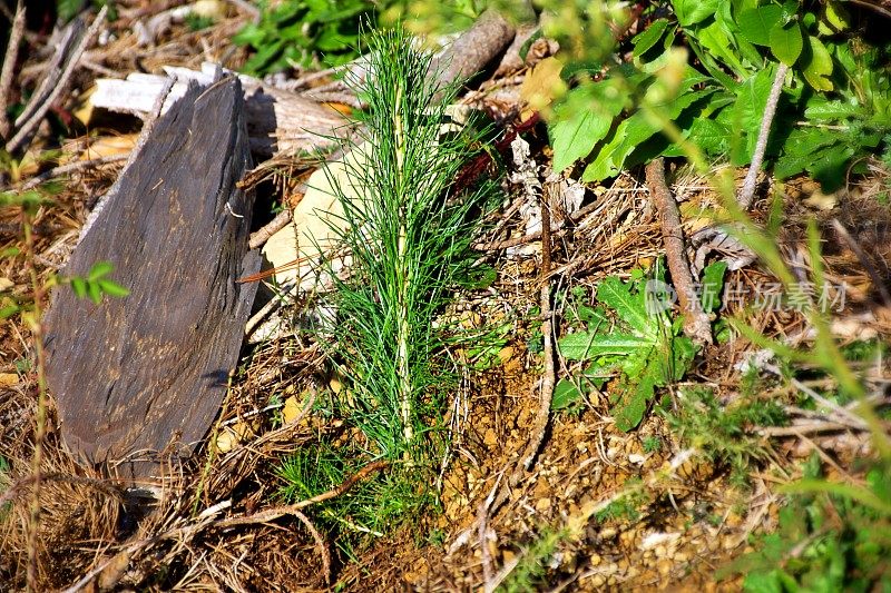 植树器种植辐射松幼苗