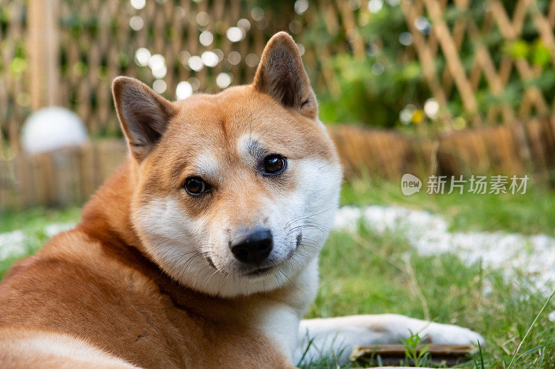 柴犬的肖像看着镜头