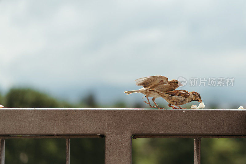 小麻雀鸟在法国吃，喂自己，并争取面包片在一个部分阴天晴天