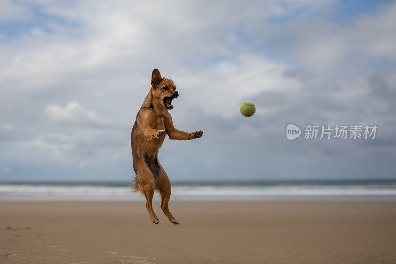 一只狗跳到空中接住一个球
