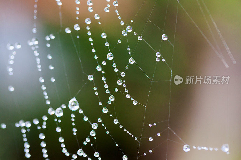 选择性倾斜视图的蜘蛛网与雨滴