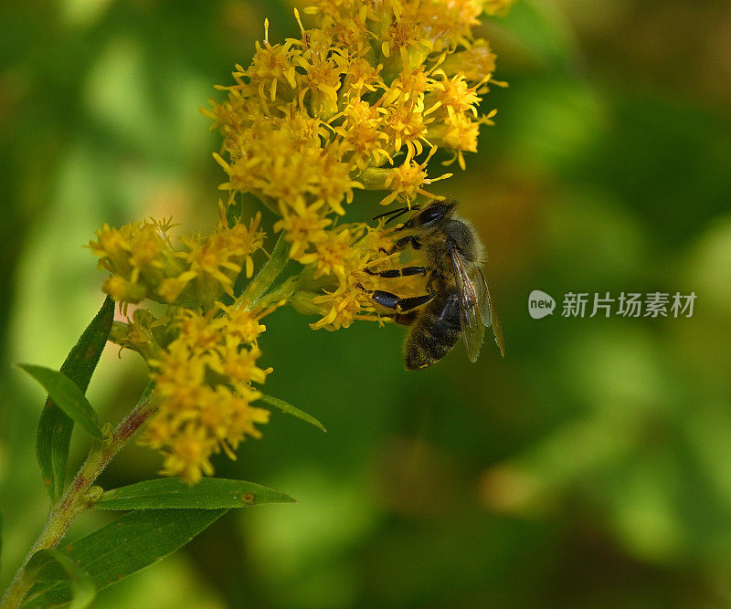 蜜蜂在秋麒麟草属植物