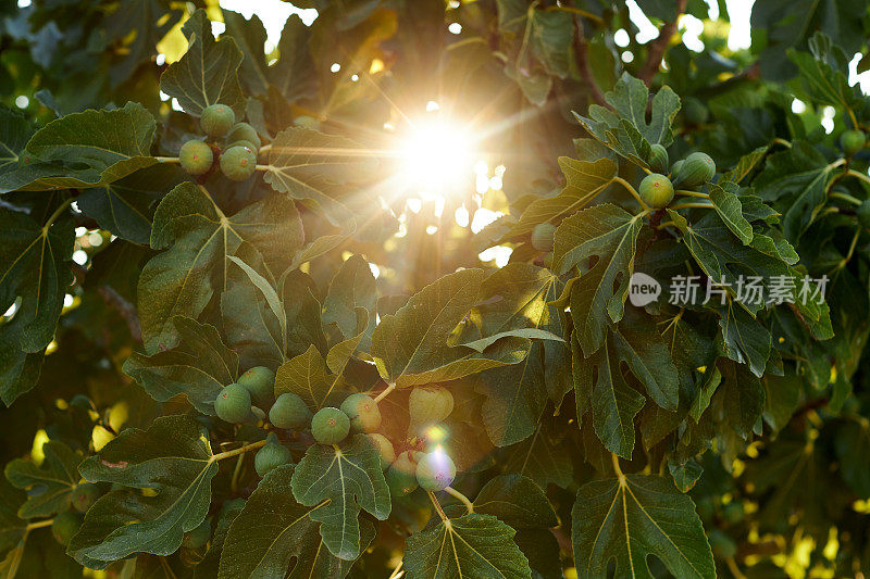 背景的花，花，草和叶子与复制空间，拍摄在完整的格式