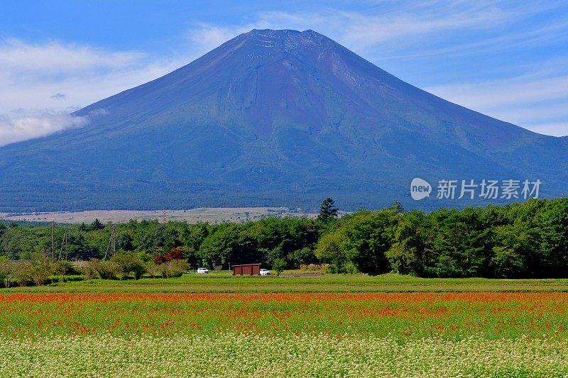 富士山和橘色宇宙花
