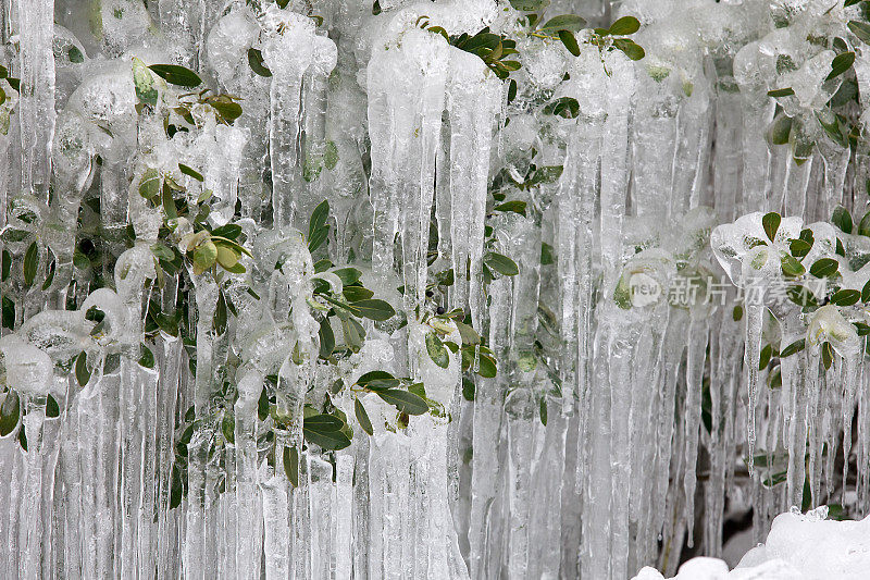 冬季被冰柱覆盖的灌木