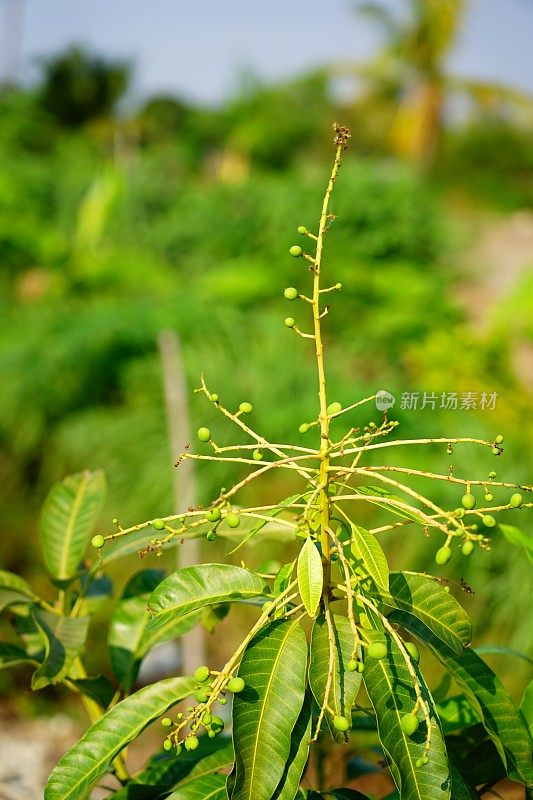 树上的小芒果果实