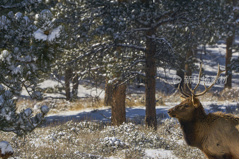 美国科罗拉多州埃斯特斯公园外的落基山国家公园里的野生麋鹿