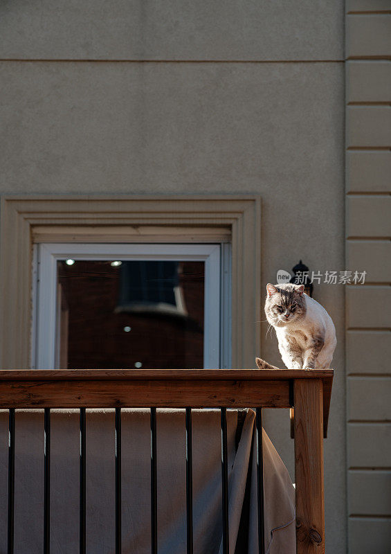 猫在室外甲板上休息