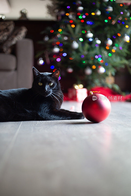 美丽的黑猫享受阳光在木地板与大红色圣诞装饰品和树的背景