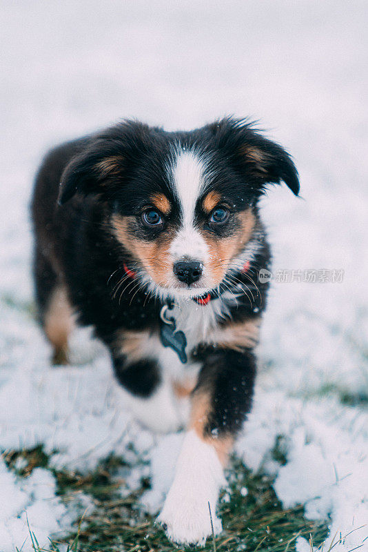 近距离拍摄的迷你澳大利亚牧羊犬小狗在雪