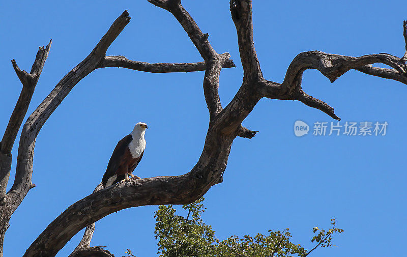 非洲Fish-Eagle