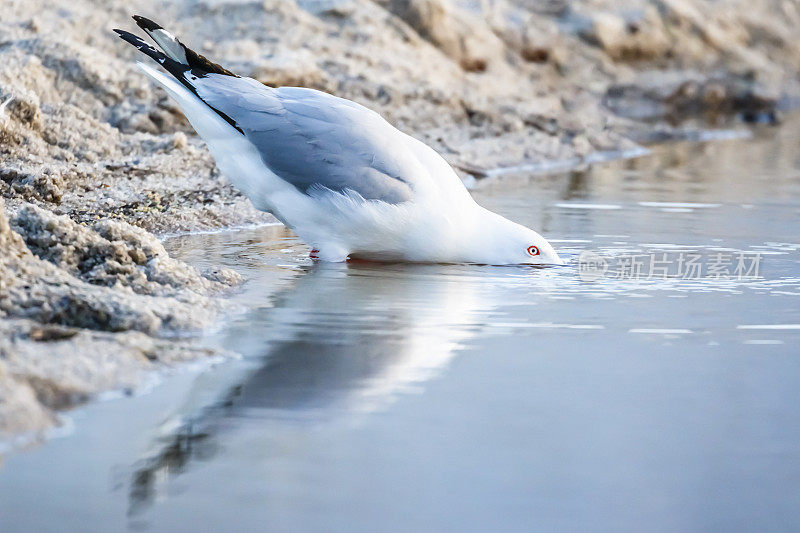 火湾保育区内游车礁湖的银鸥