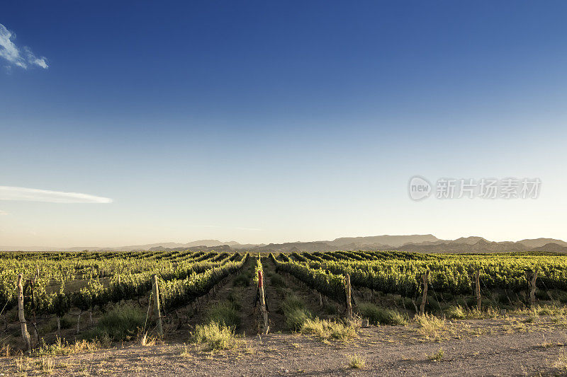阿根廷门多萨葡萄酒产区的圣拉斐尔葡萄园。