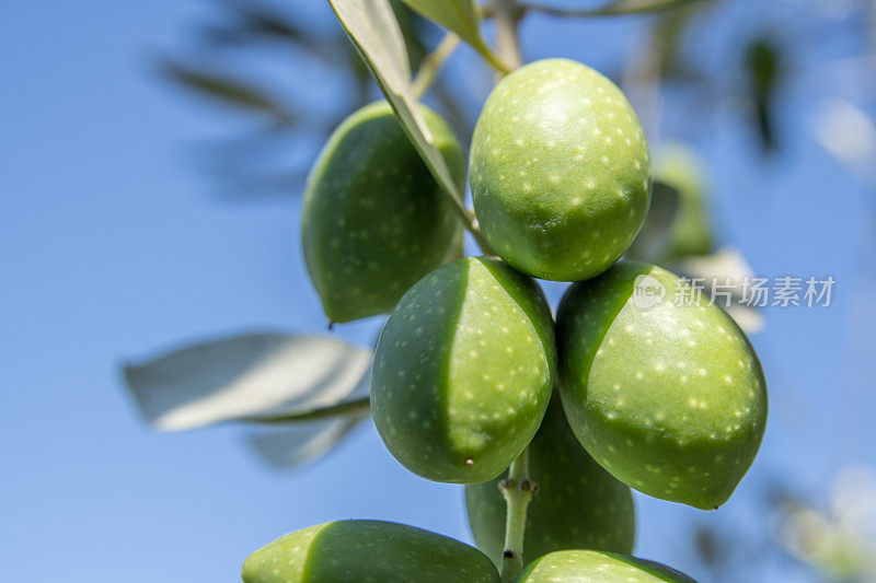 自然希腊橄榄。