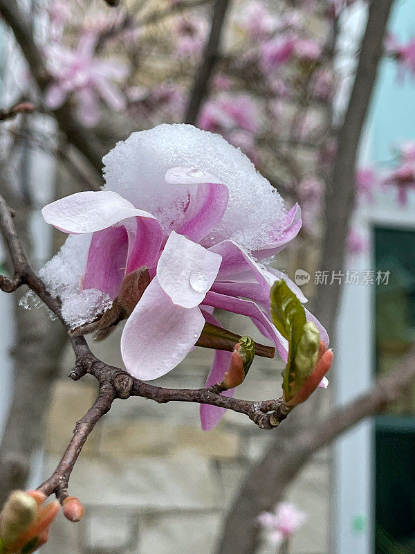 盛开的木兰花与雪在爱德华兹花园在春天，多伦多，加拿大