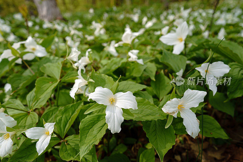 密歇根延龄草野花