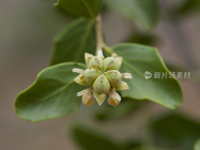 长着果实和叶子的树