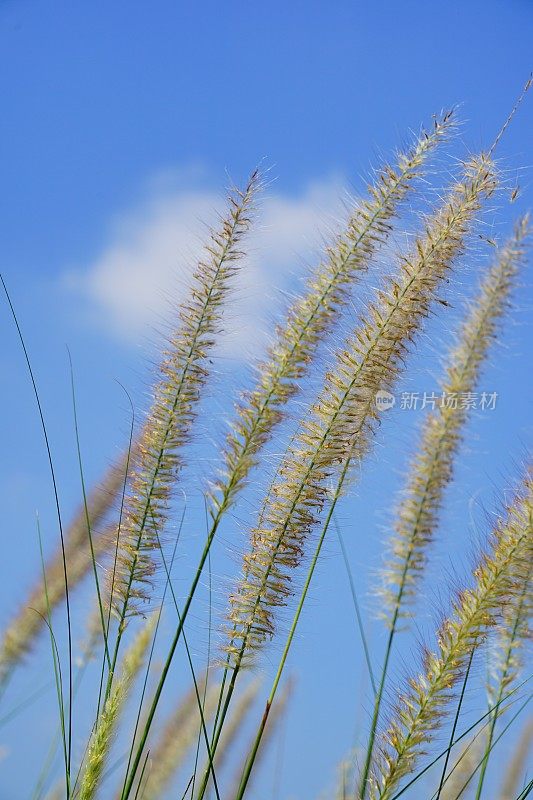 夏天的草地上有花