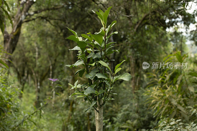 巴拉圭茶或巴拉圭茶(巴拉圭茶)